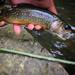 Fishing Brook Trout in Coatesville